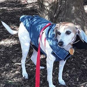 Team Page: Team Brigid